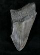 Partial, Serrated Megalodon Tooth - Georgia #20549-1